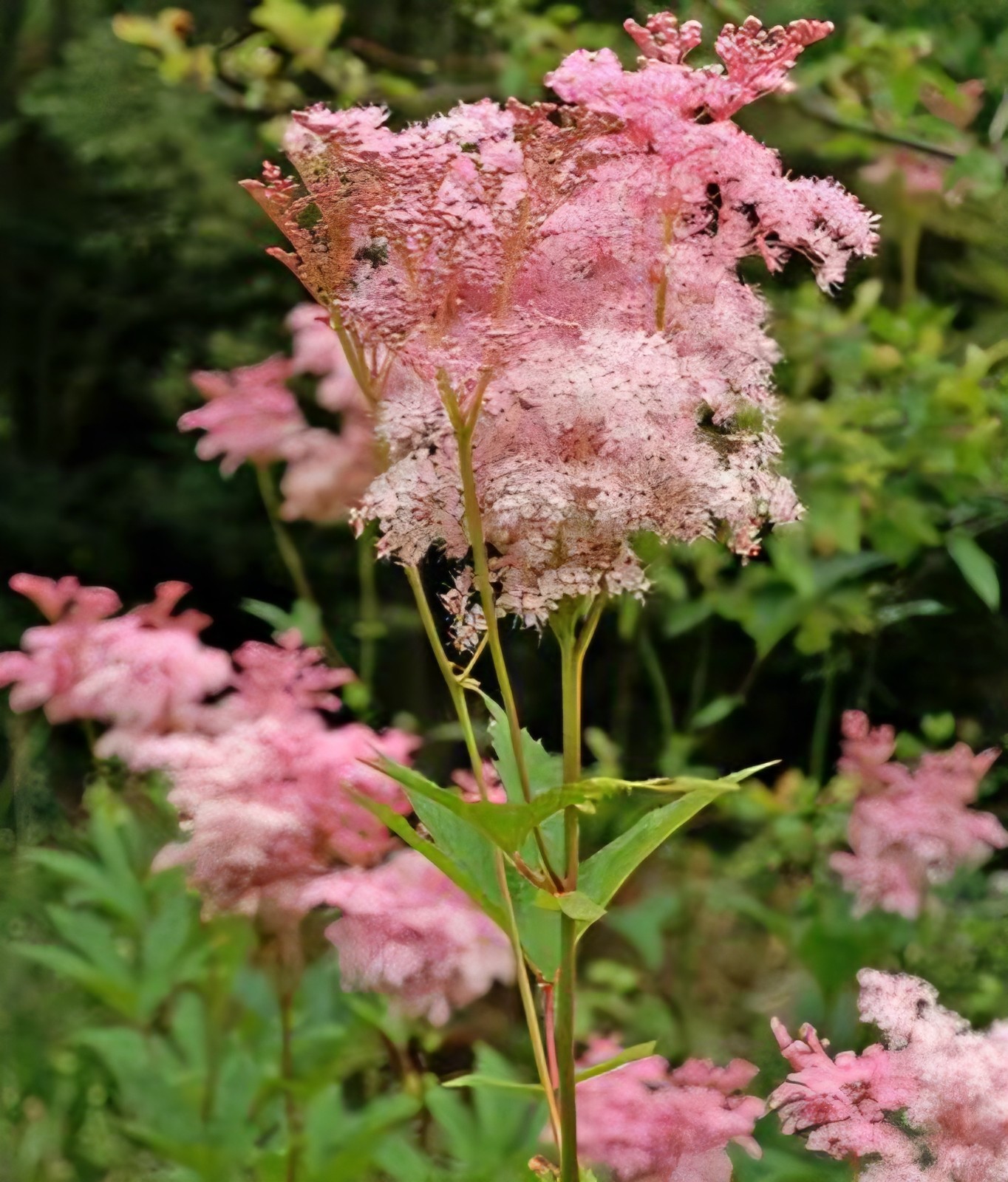 Queen Of The Prairie SEEDS, (filipendula rubra)