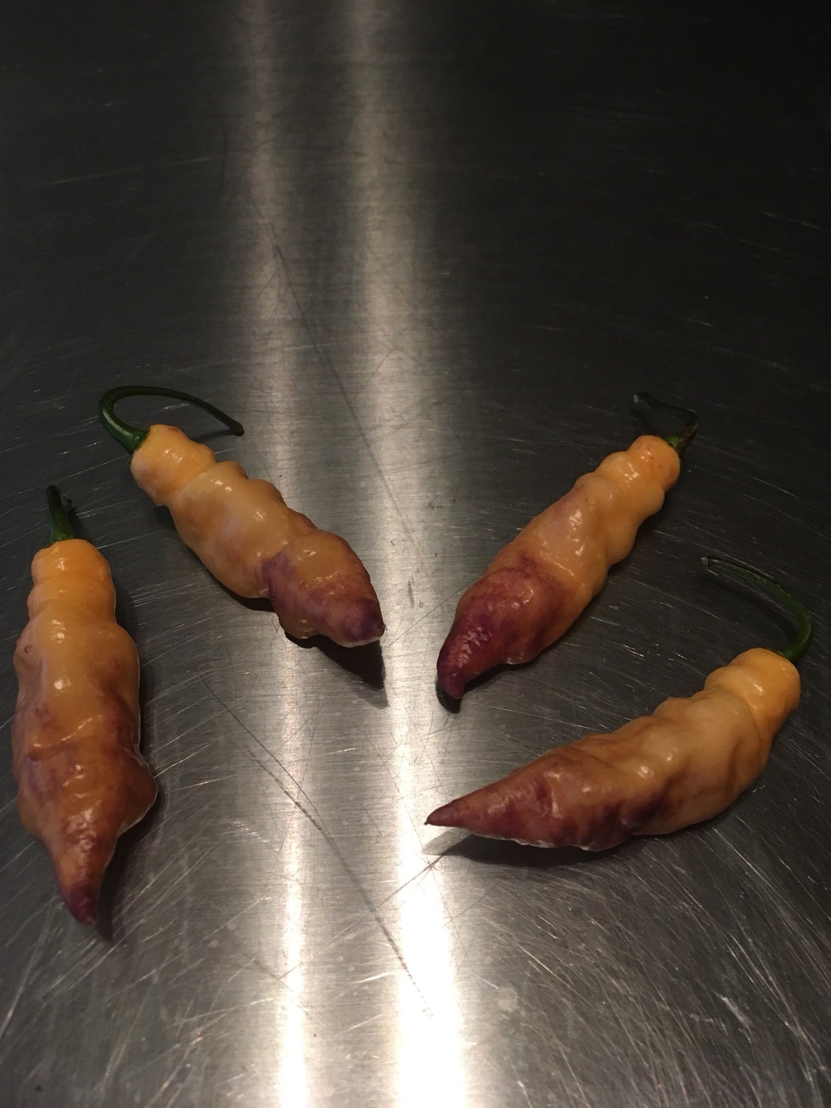 15 PINK TIGER PEPPER SEED ULTRA RARE HOT– GHOST PEPPER – PIMENTA DO NAYDE CROSS