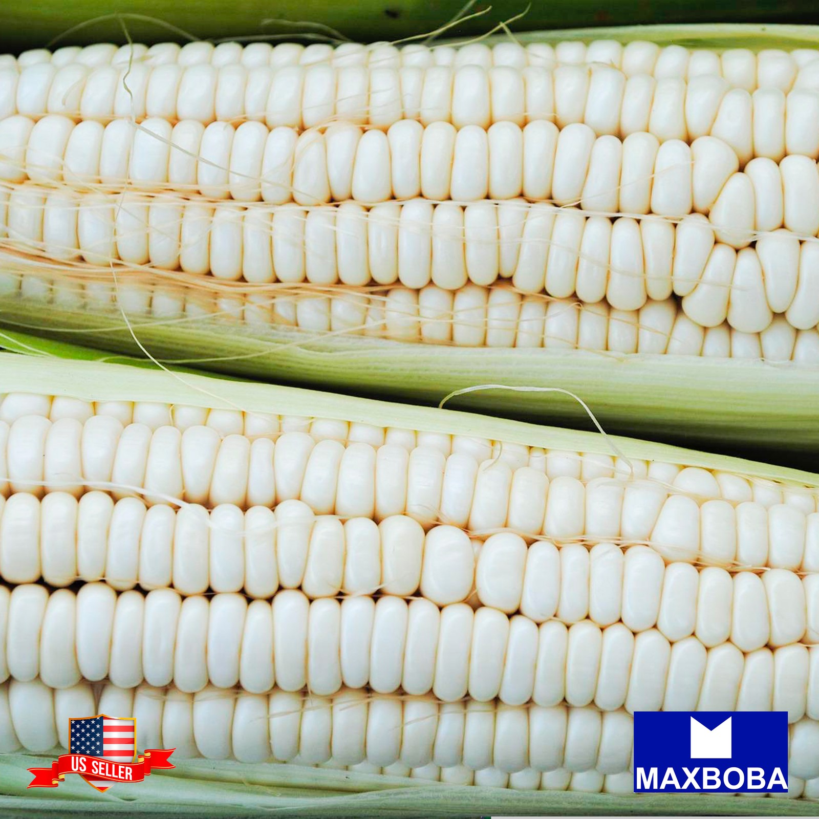 Premiun Fresh 200 Seeds Corn Truckers Favorite White Non-GMO Heirloom