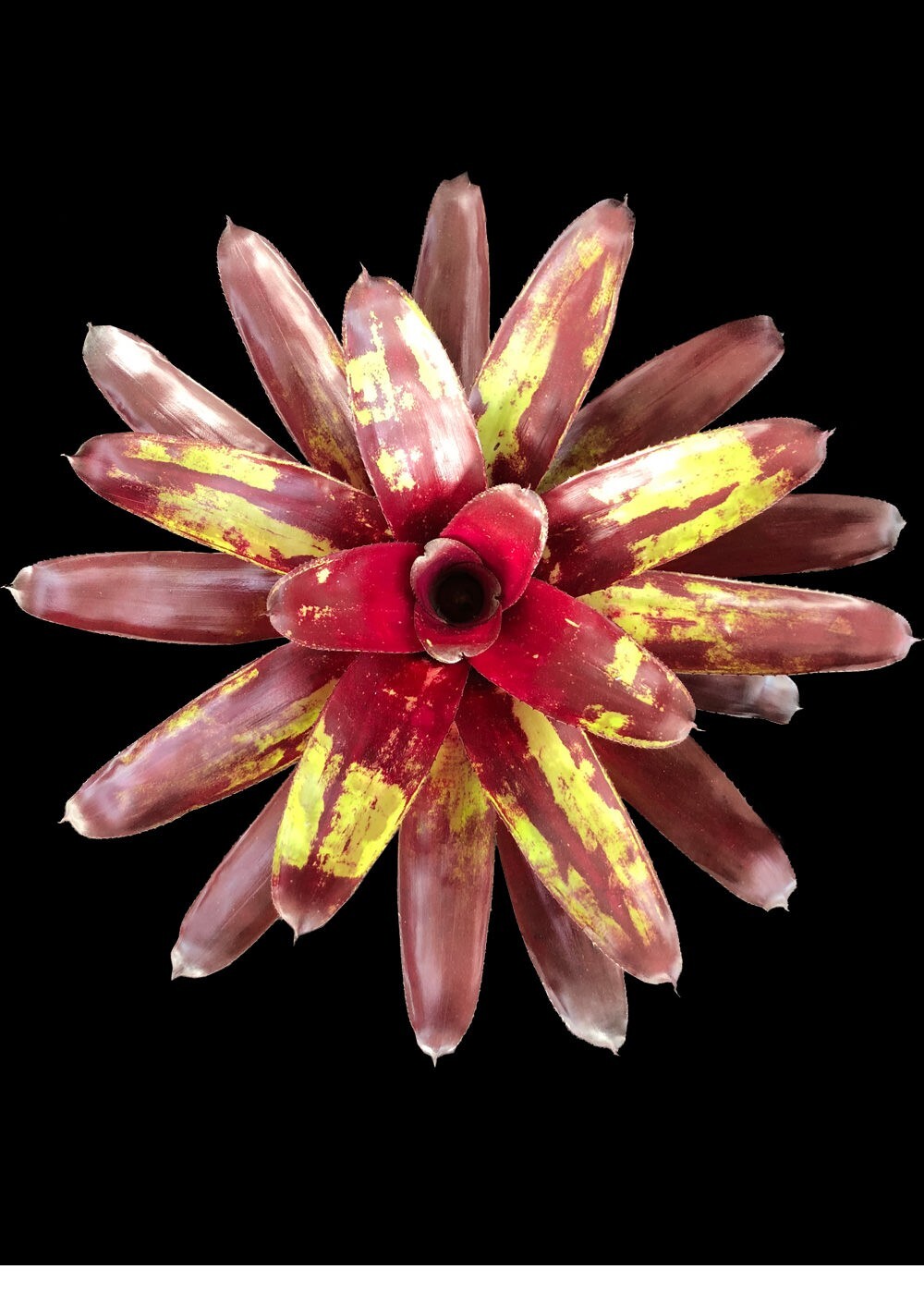 Bromeliad -Neoregelia Patches 6″ pot – Live Plant