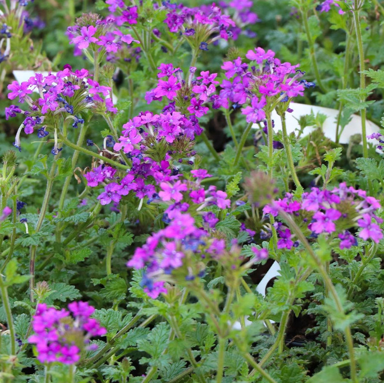 Purple Perennial Verbena Plant – 3-5″ Tall – Long-Blooming Purple Ground Cover