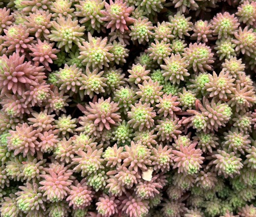 SEDUM LIZARD STONECROP Sedum Rubens – 200 Bulk Seeds