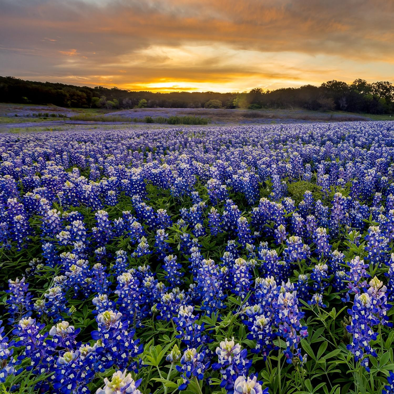 Outsidepride Texas Bluebonnet Seeds – 500 Pcs Annual Lupinus Texensis, Heirloom
