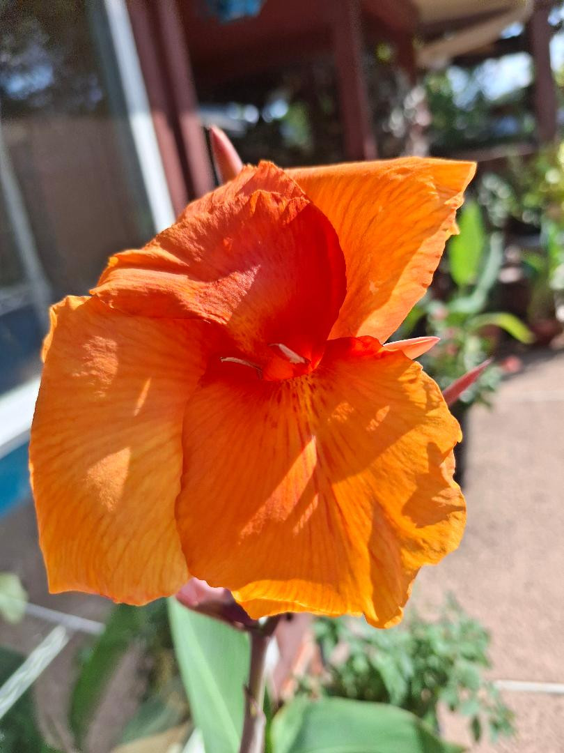 3 Mixed Canna Lily Bulb/Rhizomes-Tropical EZ 2 Grow!-Stunning Perennials! Sale!