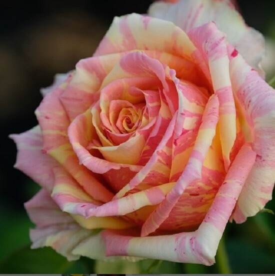 10 Pink Yellow Cream Rose Seeds Flower Bush Perennial Shrub Flowers Seed 1268