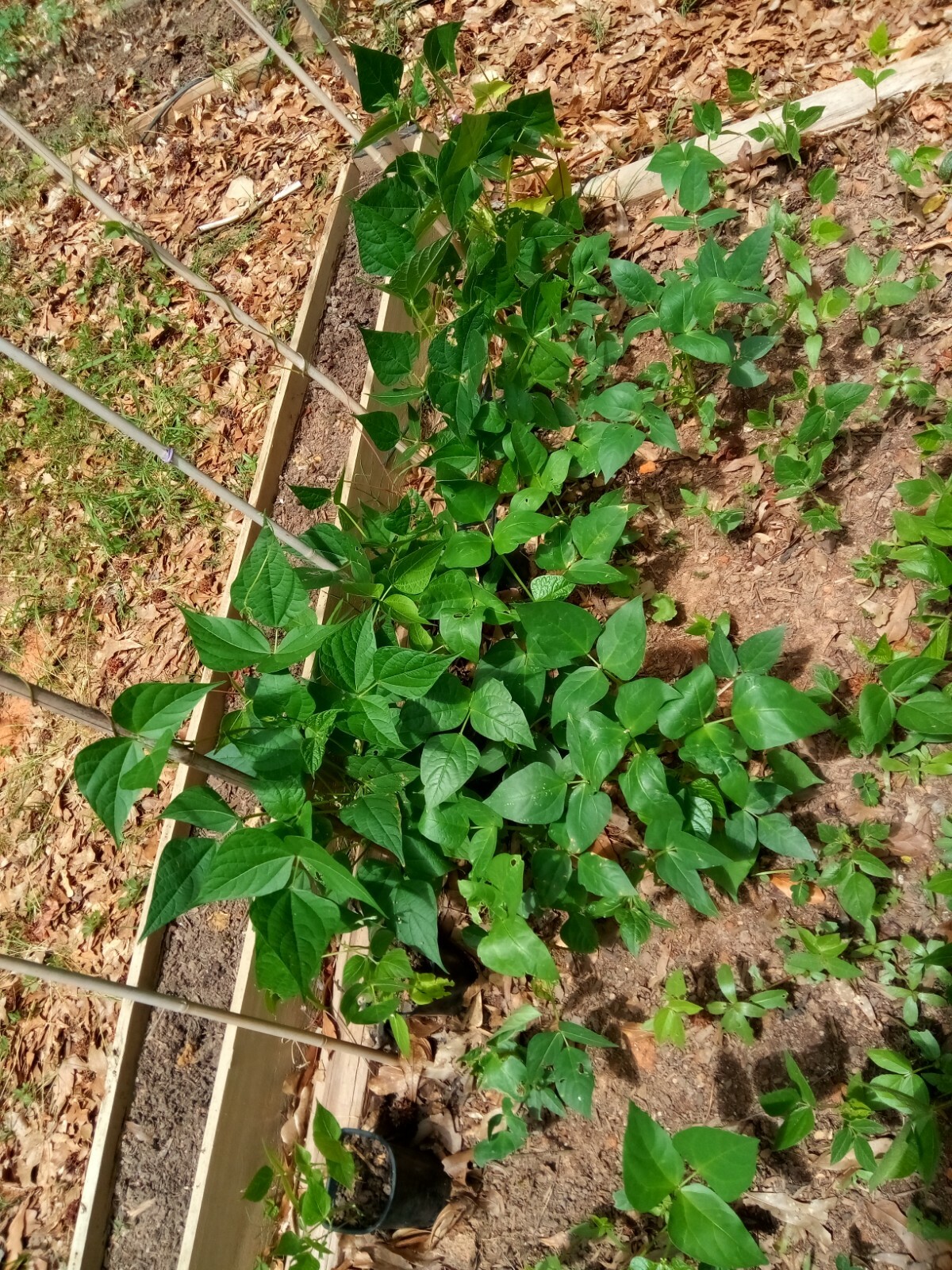 25 Black Turtle Bush Bean Seeds, US grown.