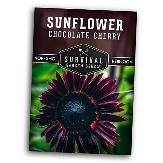 Chocolate Cherry Sunflower Seeds for Planting | Rare Burgundy Black Blooms, 6 1