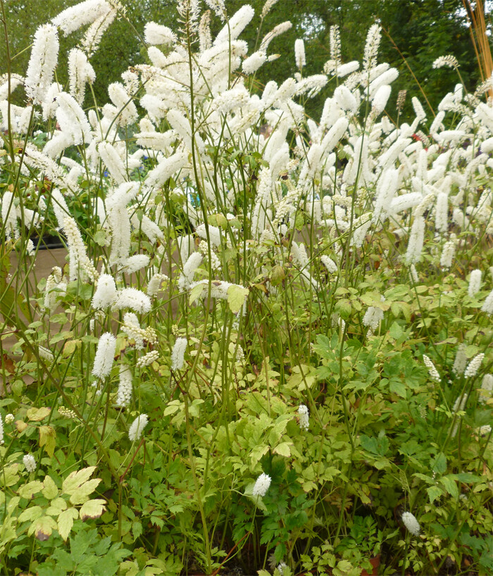 Cimicifuga simplex ‘White Pearl’ Bugbane Fresh Divisions