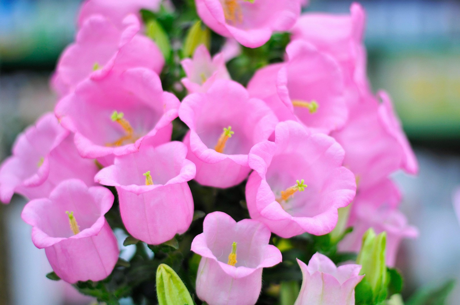 200 ROSE PINK CANTERBURY BELLS – CAMPANULA Medium Flower Seeds *Comb S/H