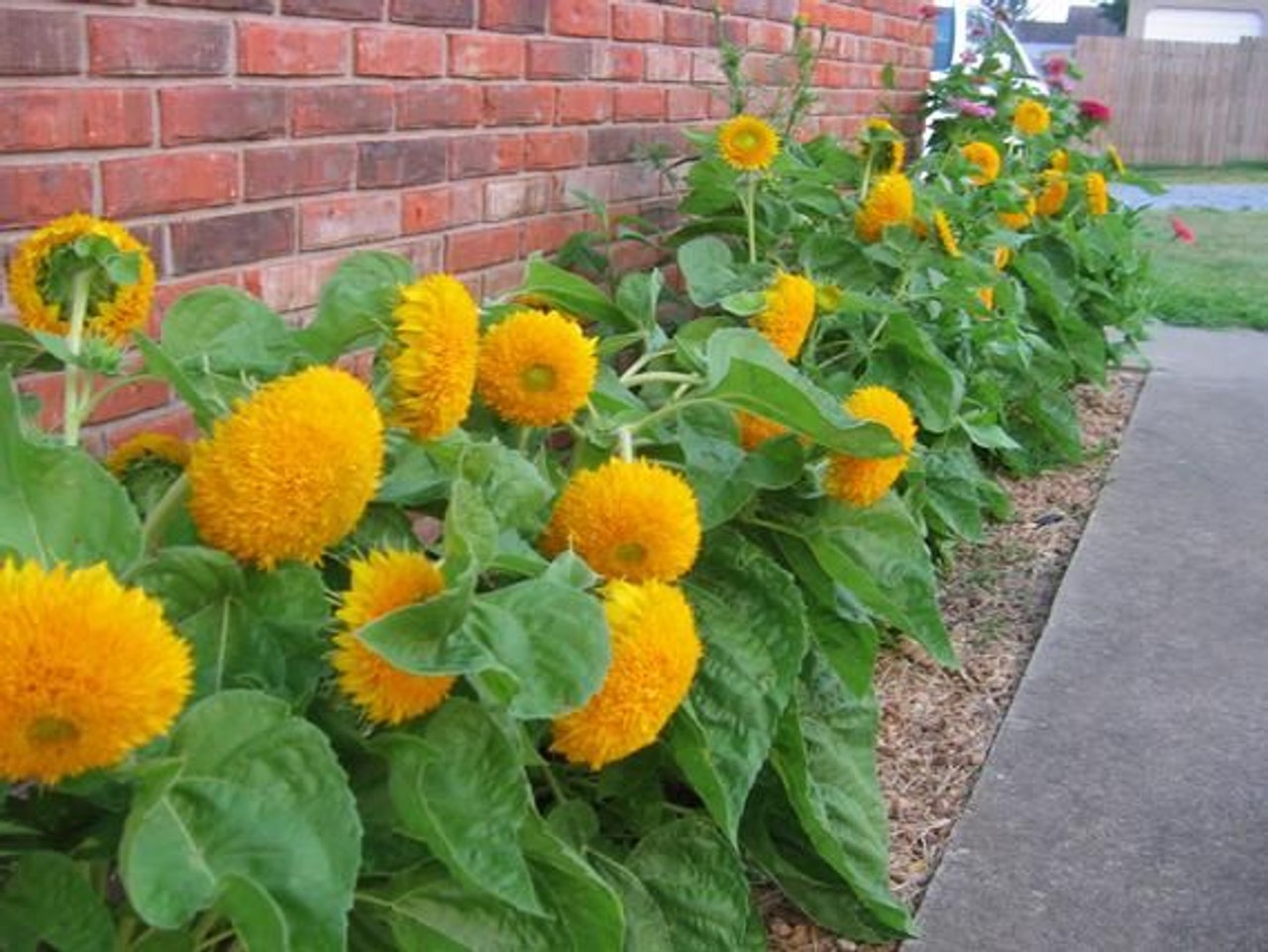 Dwarf Sungold Sunflower Teddy Bear Seeds Helianthus annuus Free Shipping!