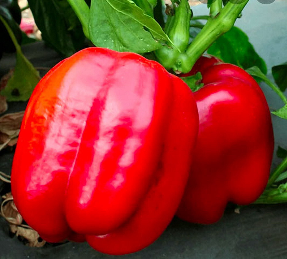 250 Big Red Bell Pepper Seeds Heirloom – Non-GMO – Always Fresh Seeds