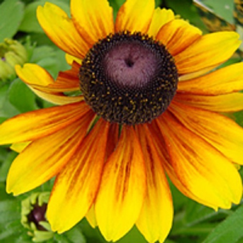 30+ Rudbeckia Toto Gold Dwarf Flower Seeds / Reseeding Annual