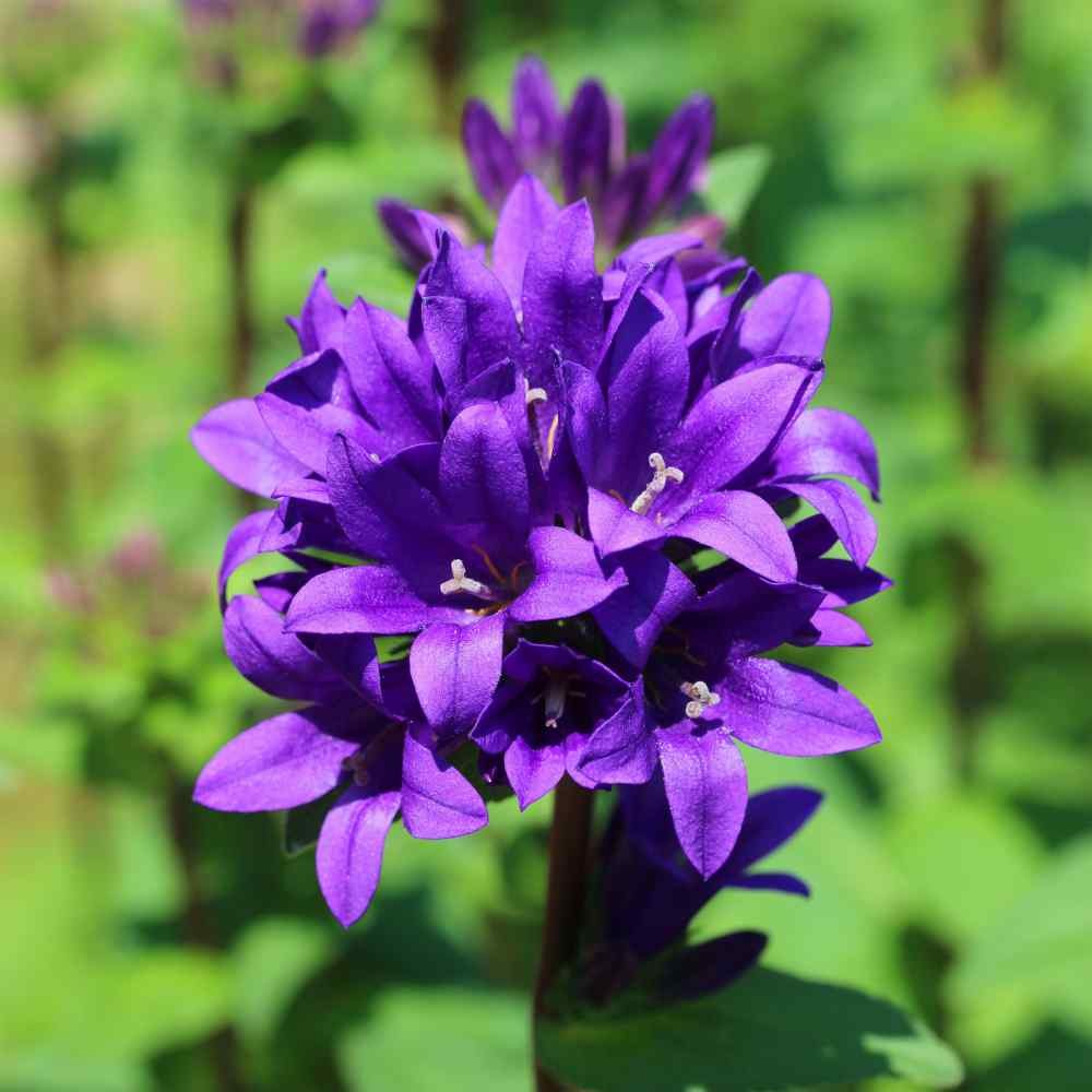 2000 Seeds Bellflower Seed – Bellflower Superba Perennial Flower Seeds