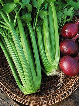 Celery Tango 250 seeds