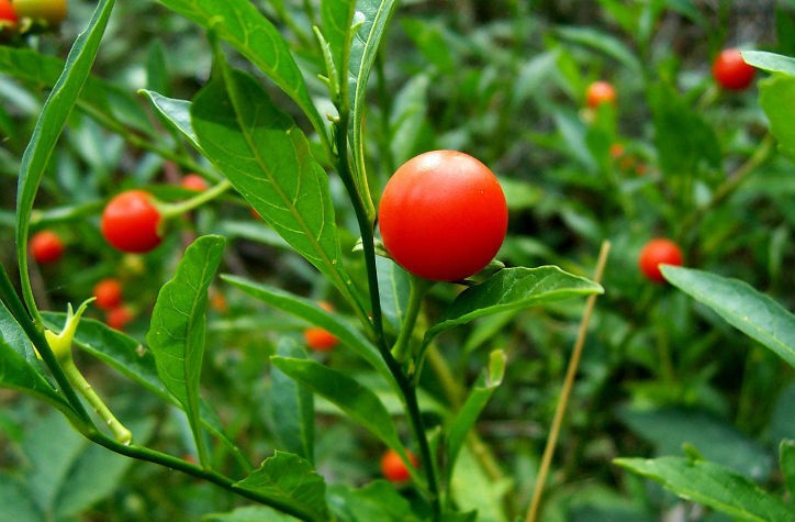 1000 Ashwagandha Seeds (Withania somniferum) Organic