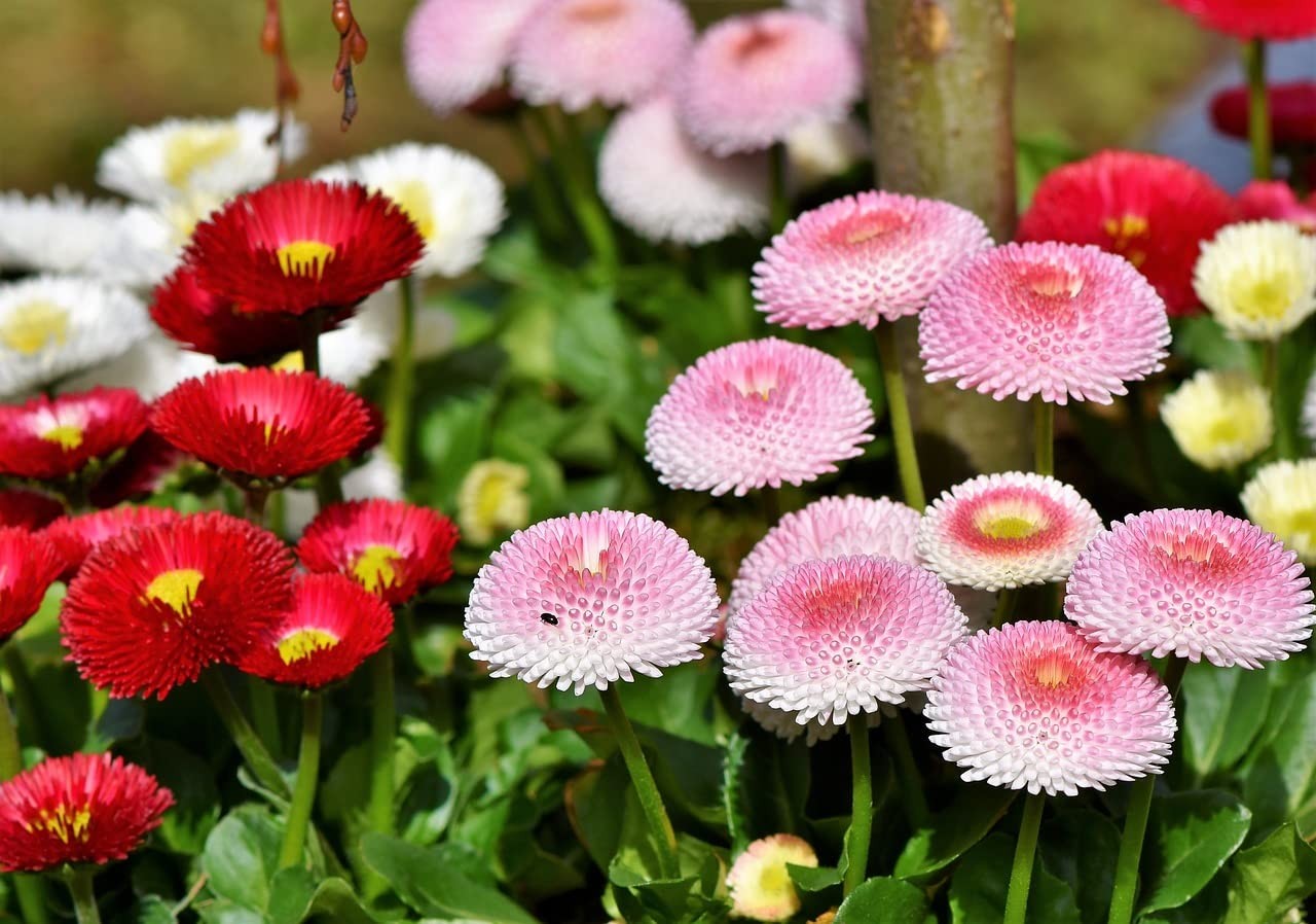 English Daisy Marguerite Mix Seeds Perennial Flower Garden Planting