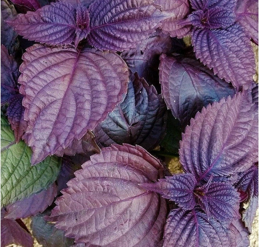 Beef Steak Plant (Perilla Frutescens) SEEDS