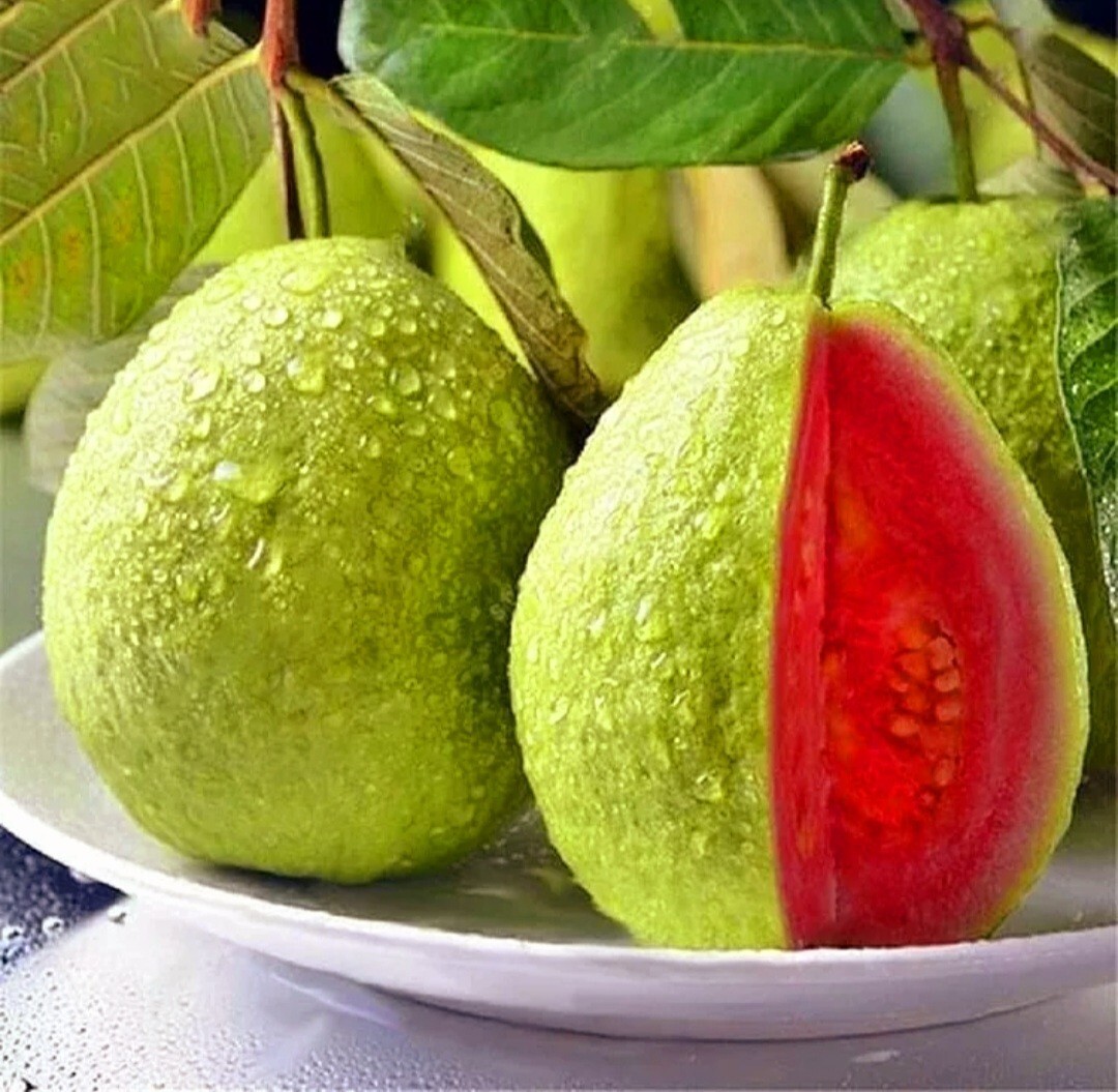 30 Pink Guava Tree Seeds Tropical Strawberry Ruby Supreme Psidium guajava