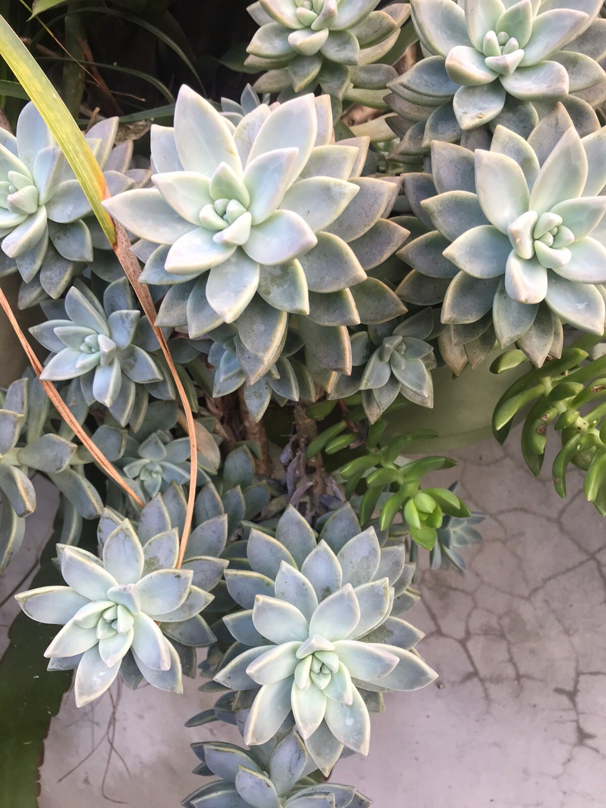 Leave Cuttings 30+ Graptopetalum Ghost Plant Large Succulent Cactus. Free Ship
