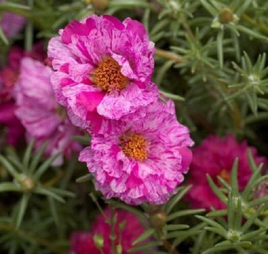 MPB#12 Portulaca Seeds Portulaca Logro Rose Ripple 50 Multi pelleted Seeds