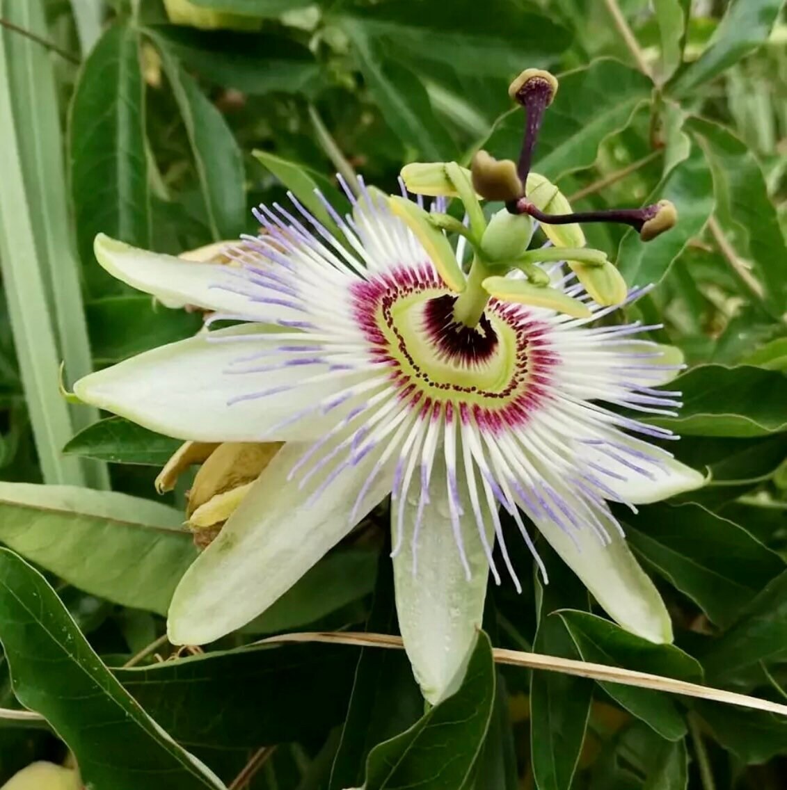 Variety of Passiflora Seeds ~ Passionflower ~ Maypop ~ Passion Fruit Flower