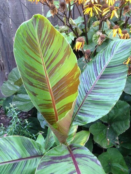 Musa sikkimensis Red Tiger | Darjeeling Banana ‘Red Tiger’ | 10 Seeds