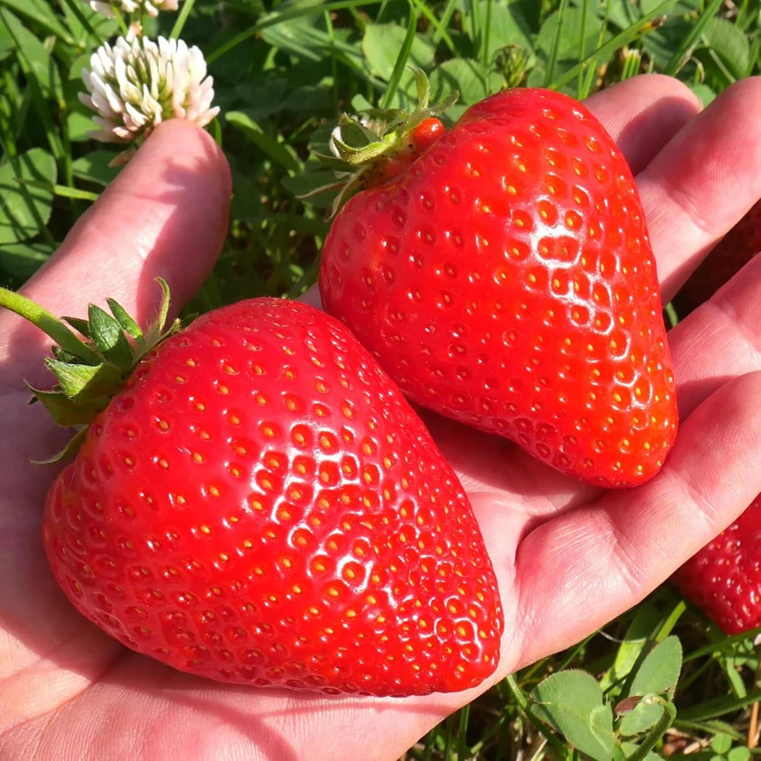 850+ Mixe Color Strawberry Seeds for Planting – Yellow, White, Red Strawberry Se