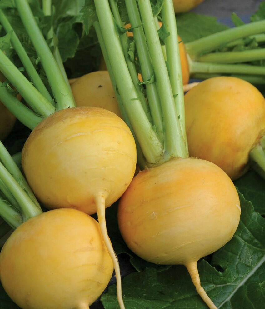 Golden Ball Turnip Seeds 500+ Vegetable Garden NON-GMO HEIRLOOM FREE SHIPPING