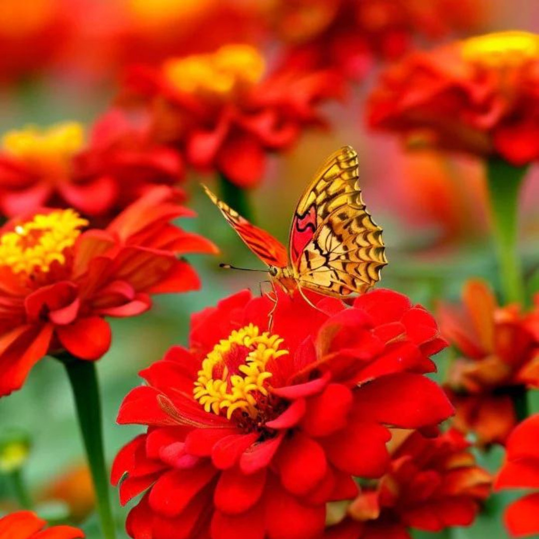 Fresh Premium Zinnia Seeds | Scarlet Flame | Heirloom Non-GMO | Flower Seeds