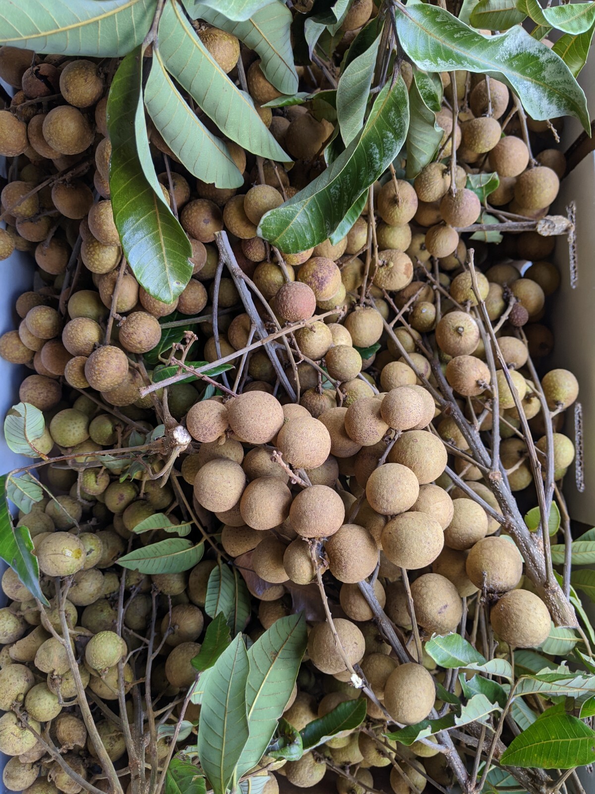 Organic Kohala Longan Tree, cây Nhãn Hawaii, 18″ -20″ tall