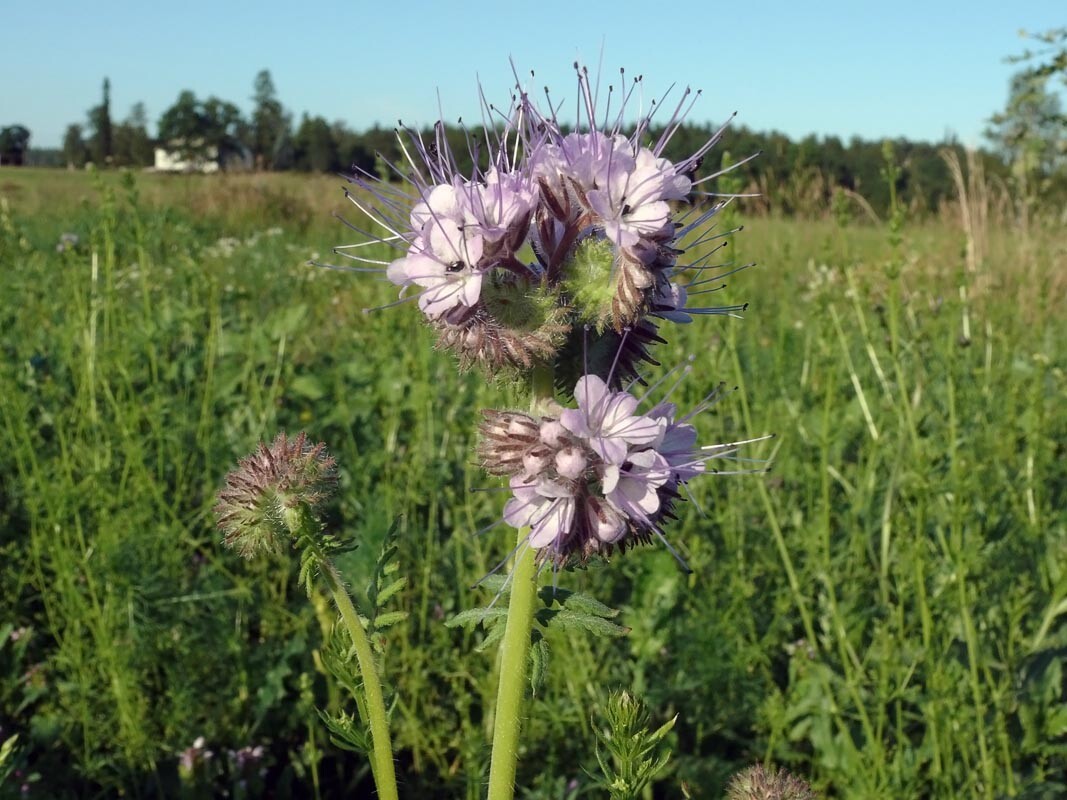 1001+LACY PHACELIA Seed Native Wildflower Pollinators Drought Heat Cover Crop