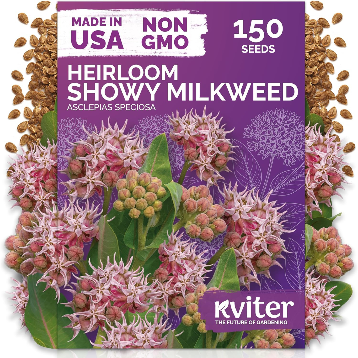 150 Showy Milkweed Seeds (Asclepias Speciosa) – Greek Milkweed, Perennial Wildfl