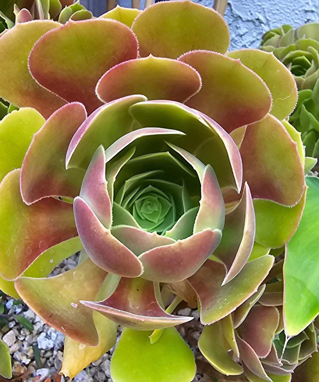 🌹✨ Aeonium Blushing Beauty Cuttings – The Rosy Charmer Your Garden’s Been Flirt