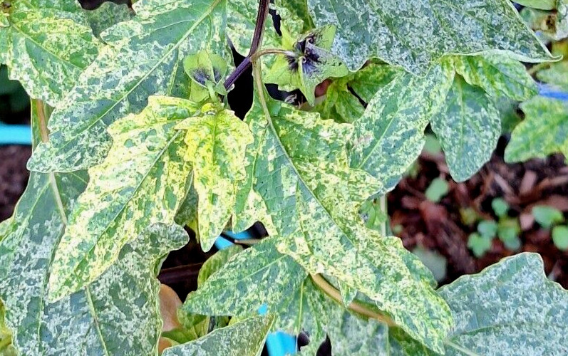NICANDRA SPLASH OF CREAM 75 SEEDS, SHOO-FLY PLANT, NICANDRA PHSALODES VAR.