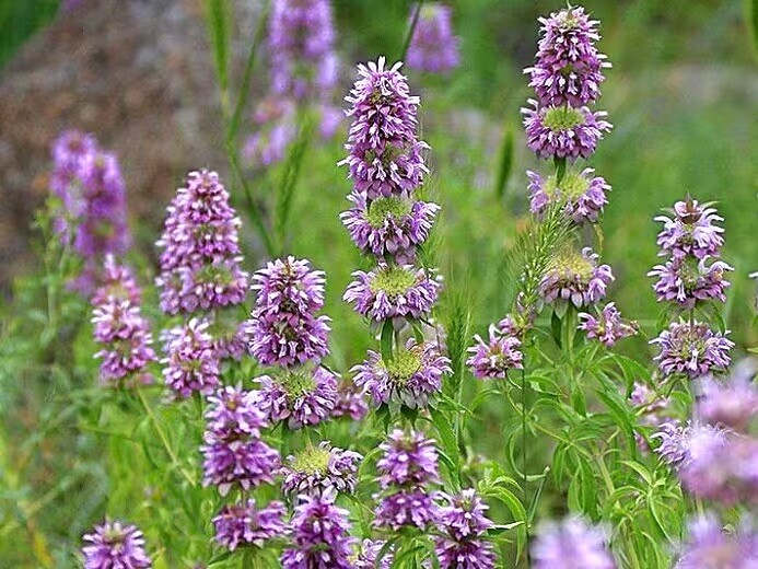 400 + Lemon Mint Seeds . Non-GMO . Garden Seeds ! Heirloom ! Herbs ! Hummingbird