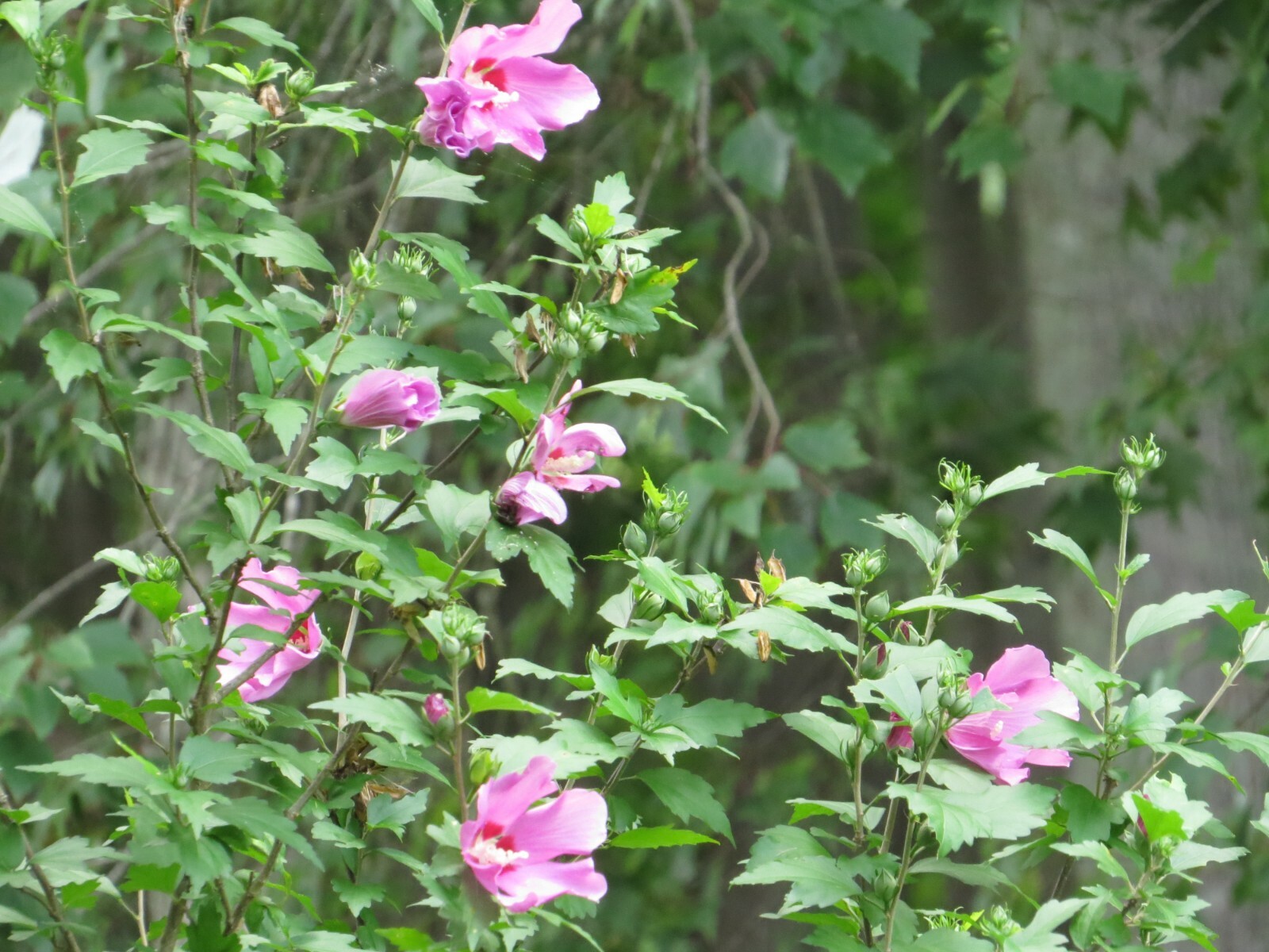 50+Purple Rose Of Sharon(Hibiscus syriacus/Aphrodite Althea/hardy hibiscus)Seeds