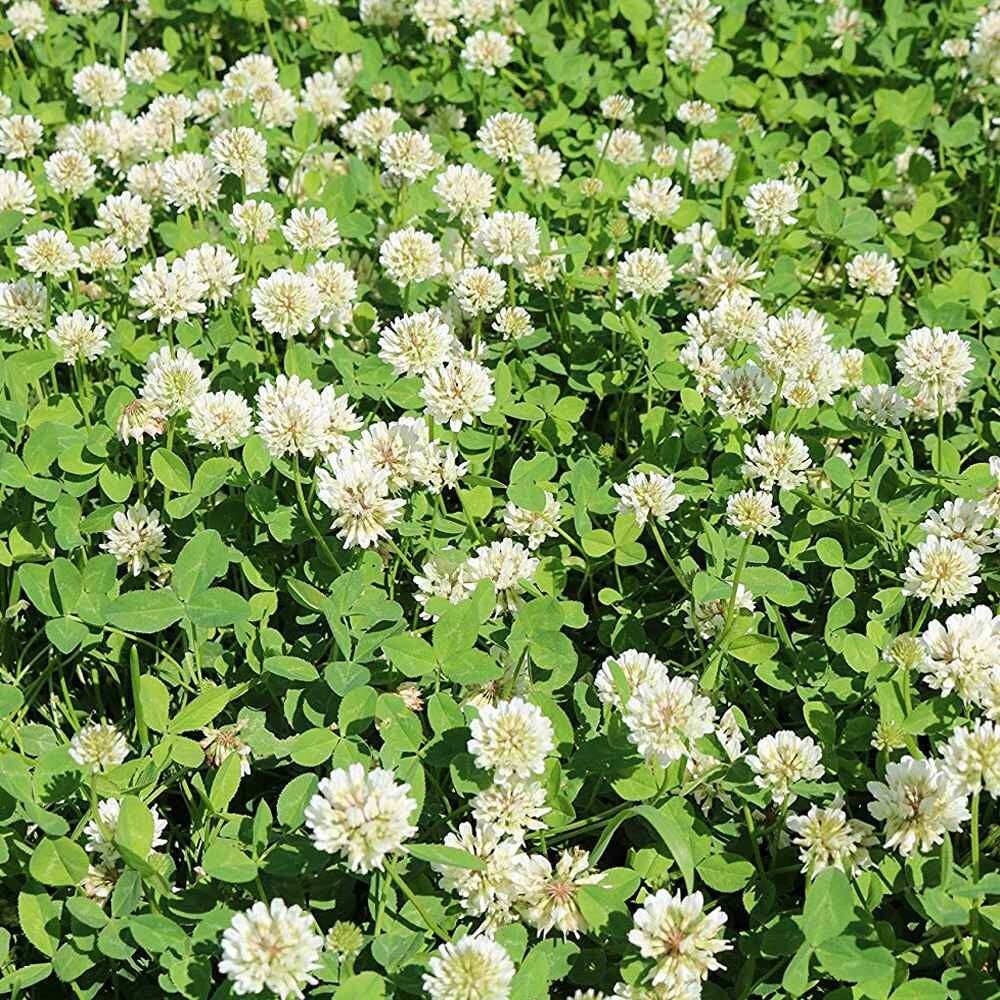 1 lb. Ladino Clover Seed High Protein Deer Wildlife Food Plot Seed