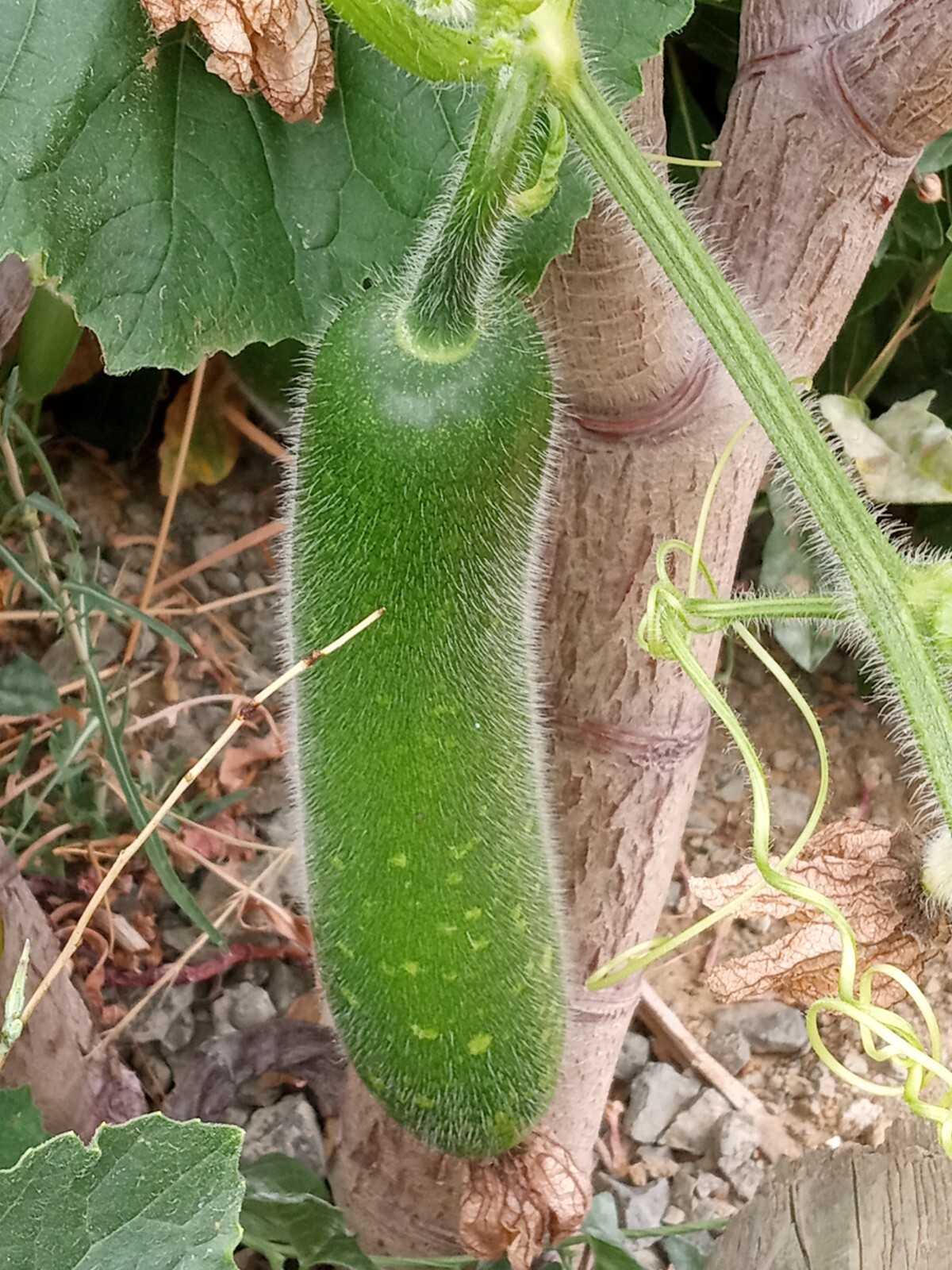 30+ Fuzzy Melon Wax Gourd Hairy Squash Seeds 毛瓜/节瓜种子 Ready to Germinate USA