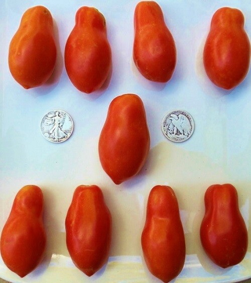 Martino’s Roma – Premier Paste – 40 Seeds – Buy any 3 or more varieties, 20% off