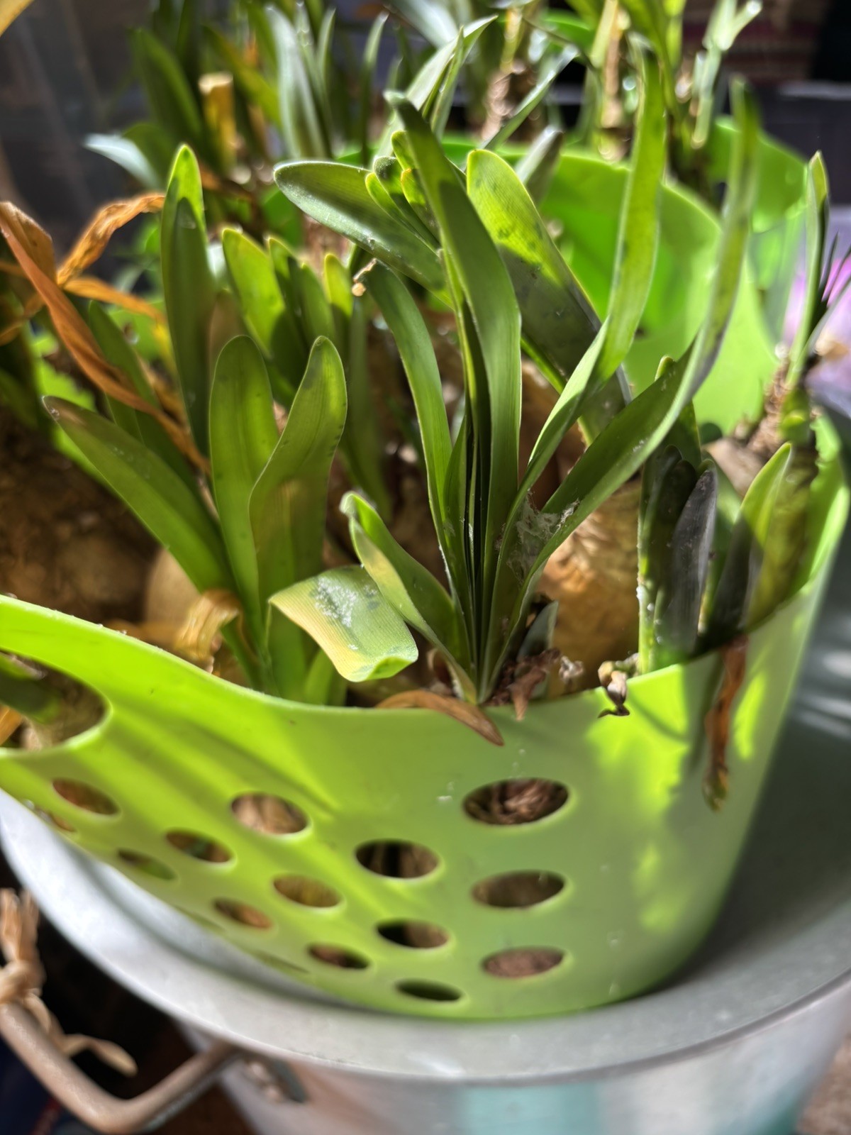 3 Amaryllis Belladonna Bulbs PINK NAKED LADY w/ Green steams growing!