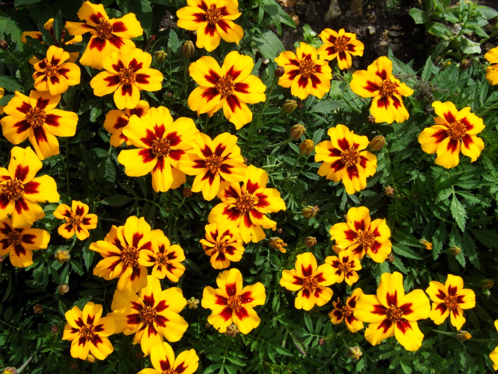 400 DAINTY MARIETTA FRENCH MARIGOLD Tagetes Patula Flower Seeds *Flat S/H