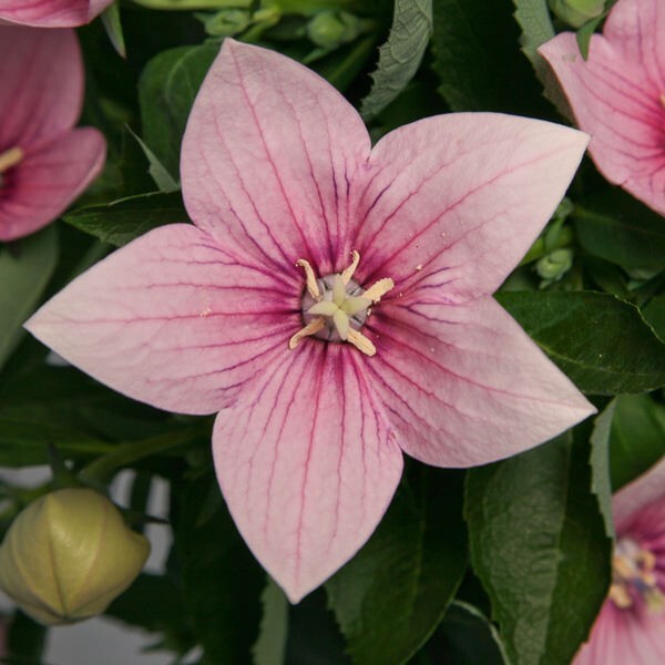 Platycodon grandiflorus, Balloon flower mix 35+ perennial seed