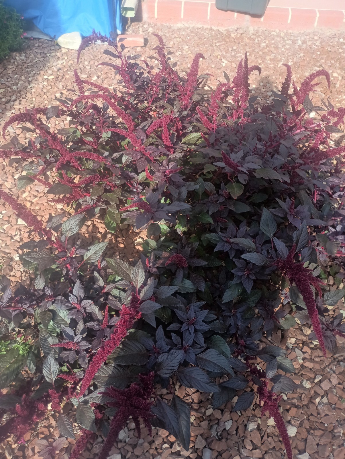 Amaranthus Cruentus, HOPI Natural Red Dye, AMARANTH Seed, 500+ Heirloom Seeds