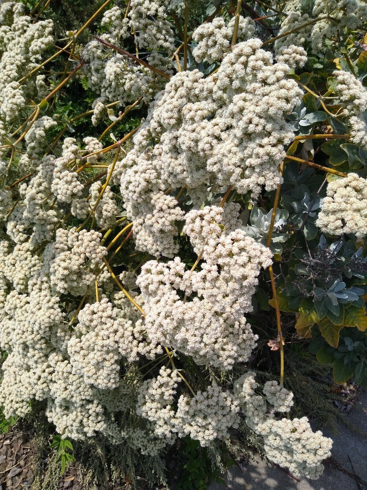 California Buckwheat Seeds