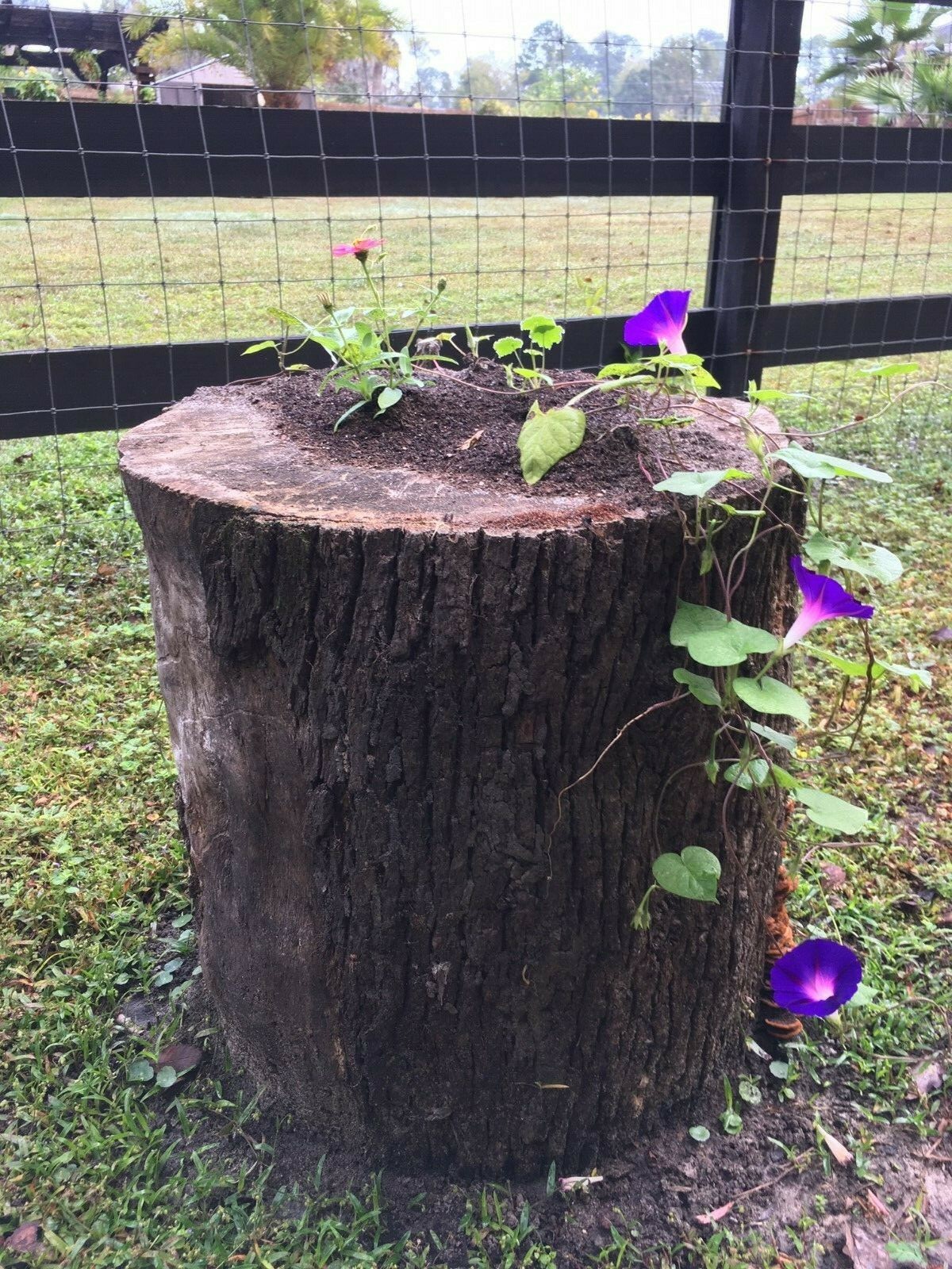 Morning Glory Royal Purple 50 Fresh Seeds Free Gift Seeds w/Every Garden Order!