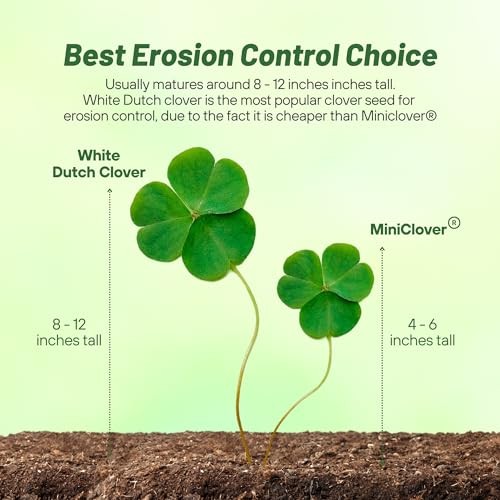 Outsidepride Perennial White Dutch Clover Seed – 1 lbs. Nitrocoated, Inoculated