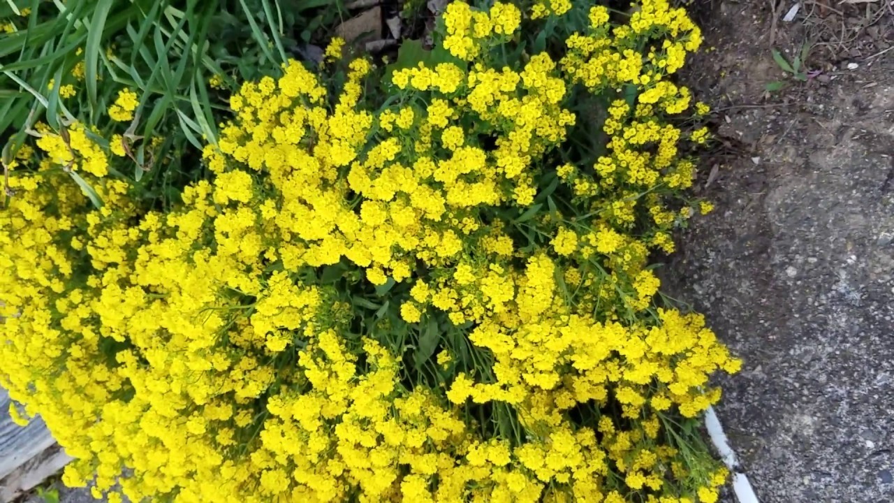 300 seeds Basket of Gold Alyssum Aurinia organic Perennial Yellow +gift