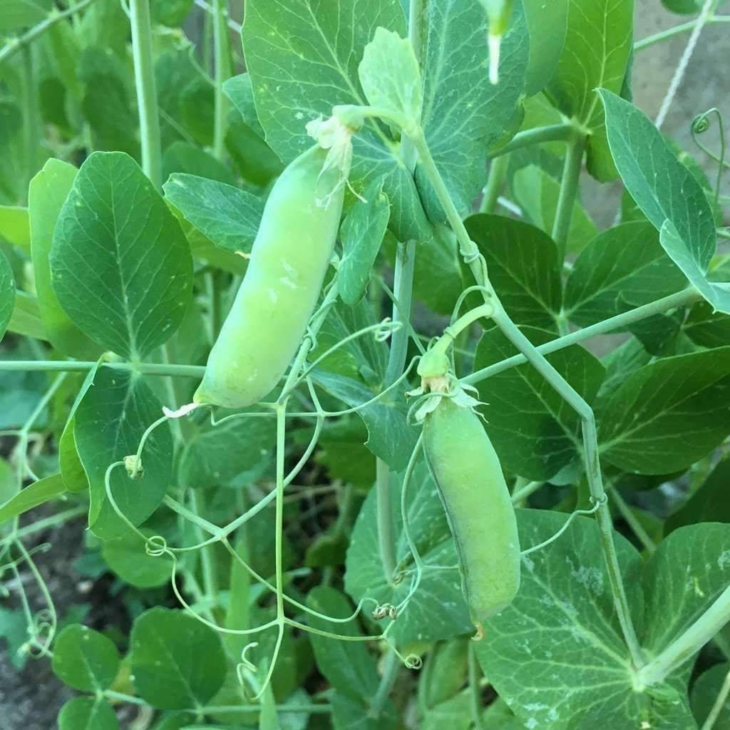 Pea Seeds Early Alaska 25 Ct Pod Vegetable Garden HEIRLOOM NON-GMO USA
