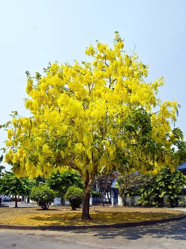 GOLDEN SHOWER TREE SEEDS (Cassia fistula) Weeping Gold Rush Yellow Flowers Fast