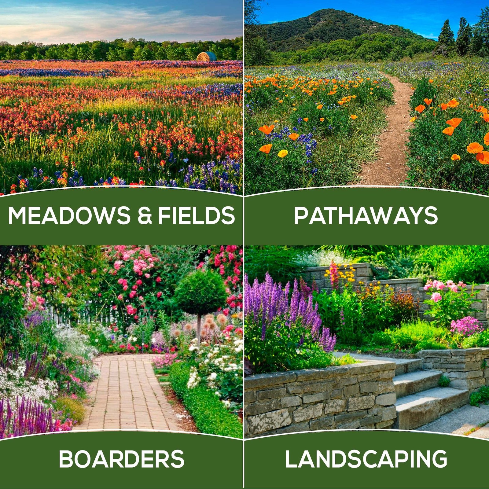 Annual Wildflower Seeds Mix to Attract Pollinators, Butterflies, and Birds – …